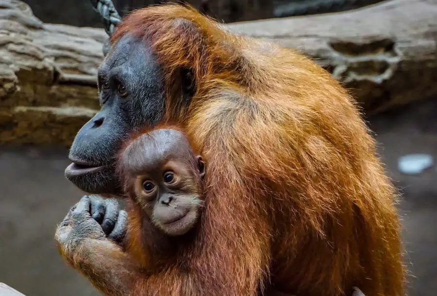 Grupa osobnicza i rozmnażanie orangutana