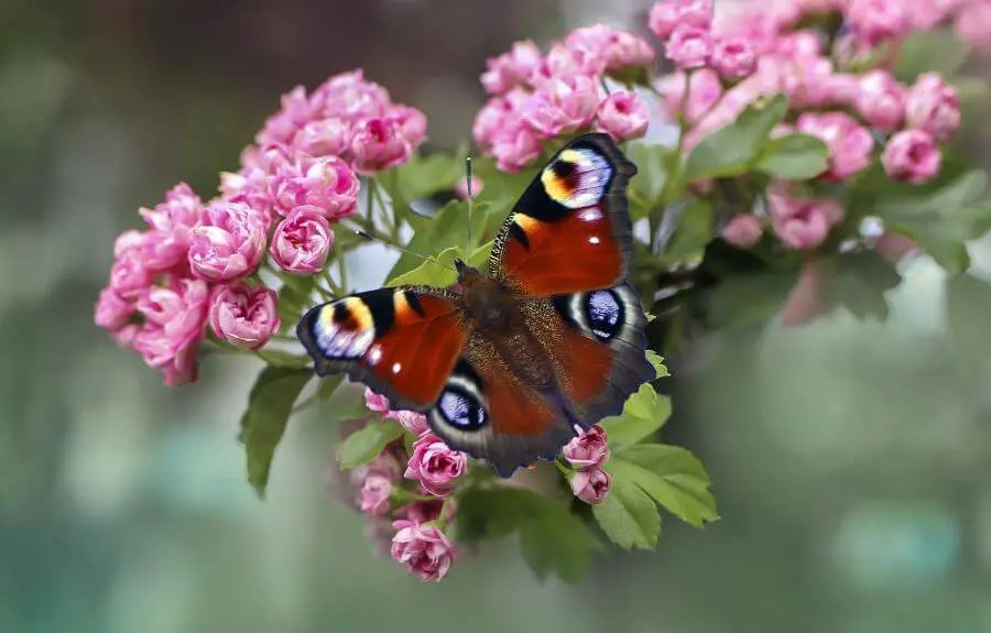 Ile żyje motyl? To zależy od gatunku