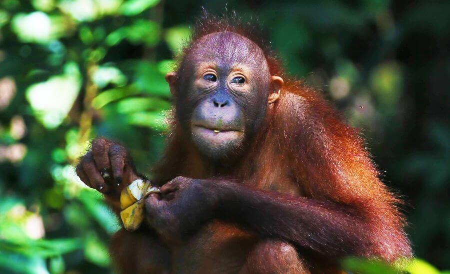 Orangutan - pożywienie