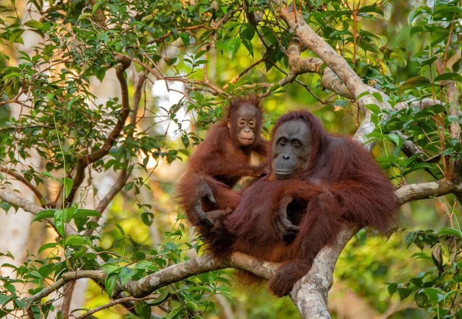 Tryb życia i zasięg występowania orangutana