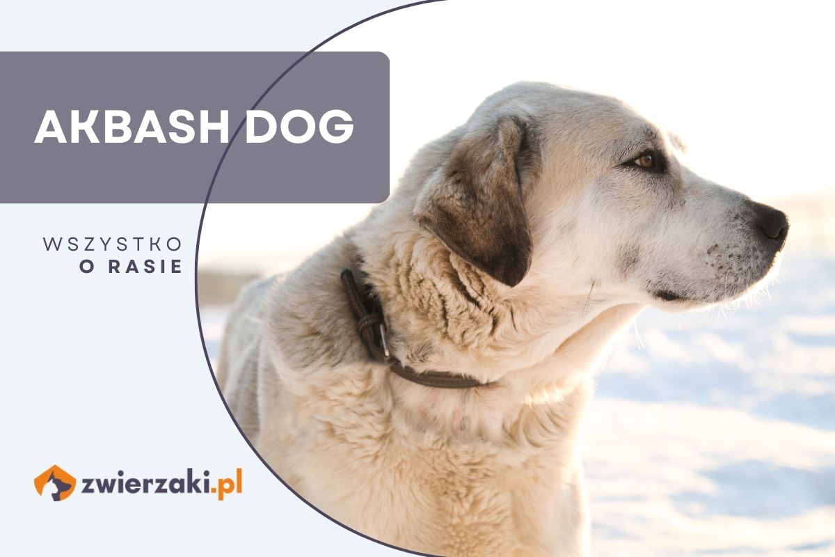 Akbash dog - opis tureckiego psa, wygląd, charakter
