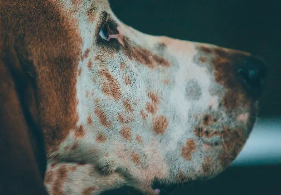 Czernienie skóry u psa - zaburzenia barwnikowe skóry