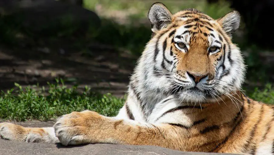 Grupa osobnicza i rozmnażanie tygrysa