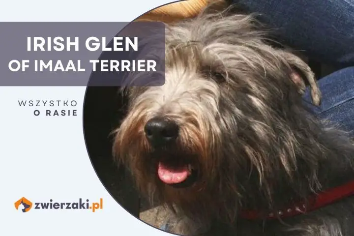 irish glen of imaal terrier