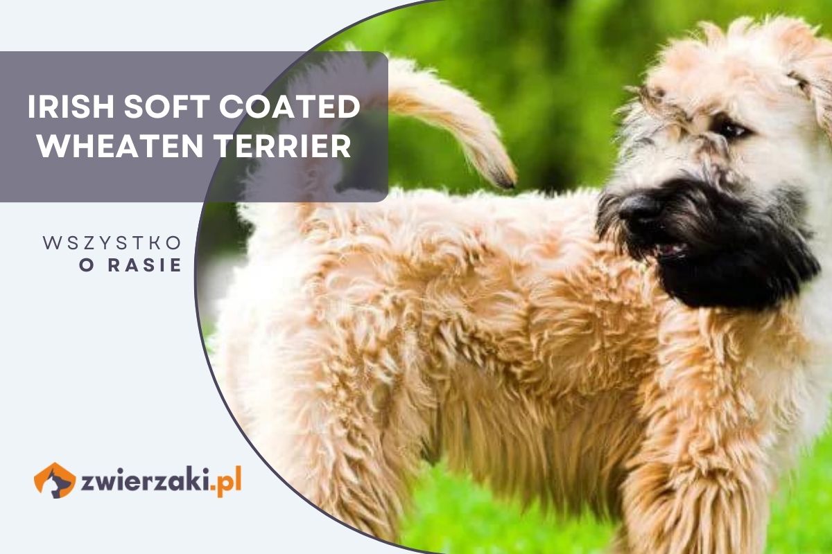 Irish soft coated wheaten terrier – wygląd, usposobienie