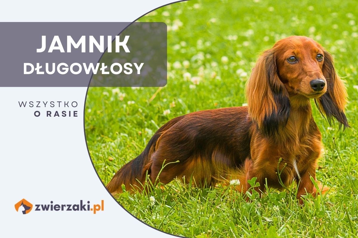 Jamnik D ugow osy Opis Rasy Wygl d Zachowanie jamnik-d-ugow-osy-opis-rasy-wygl-d-zachowanie