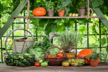ogród z pięknymi i świeżymiy warzywami