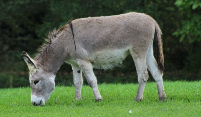 Osioł – wytrzymały pomocnik człowieka