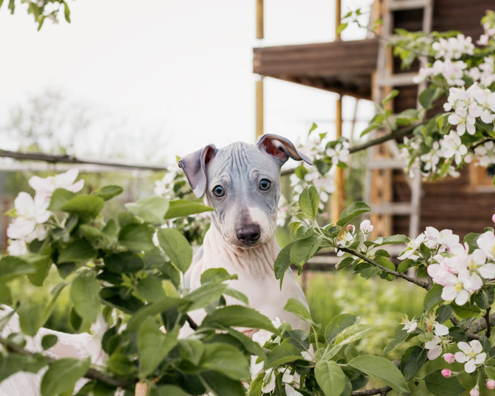pies bez sierści w ogrodzie pośród kwiatków