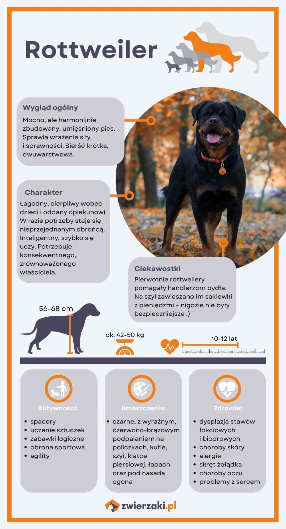 Rottweiler infografika