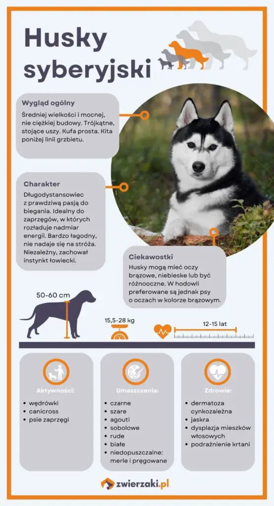 Siberian husky 2 Siberian husky infografika