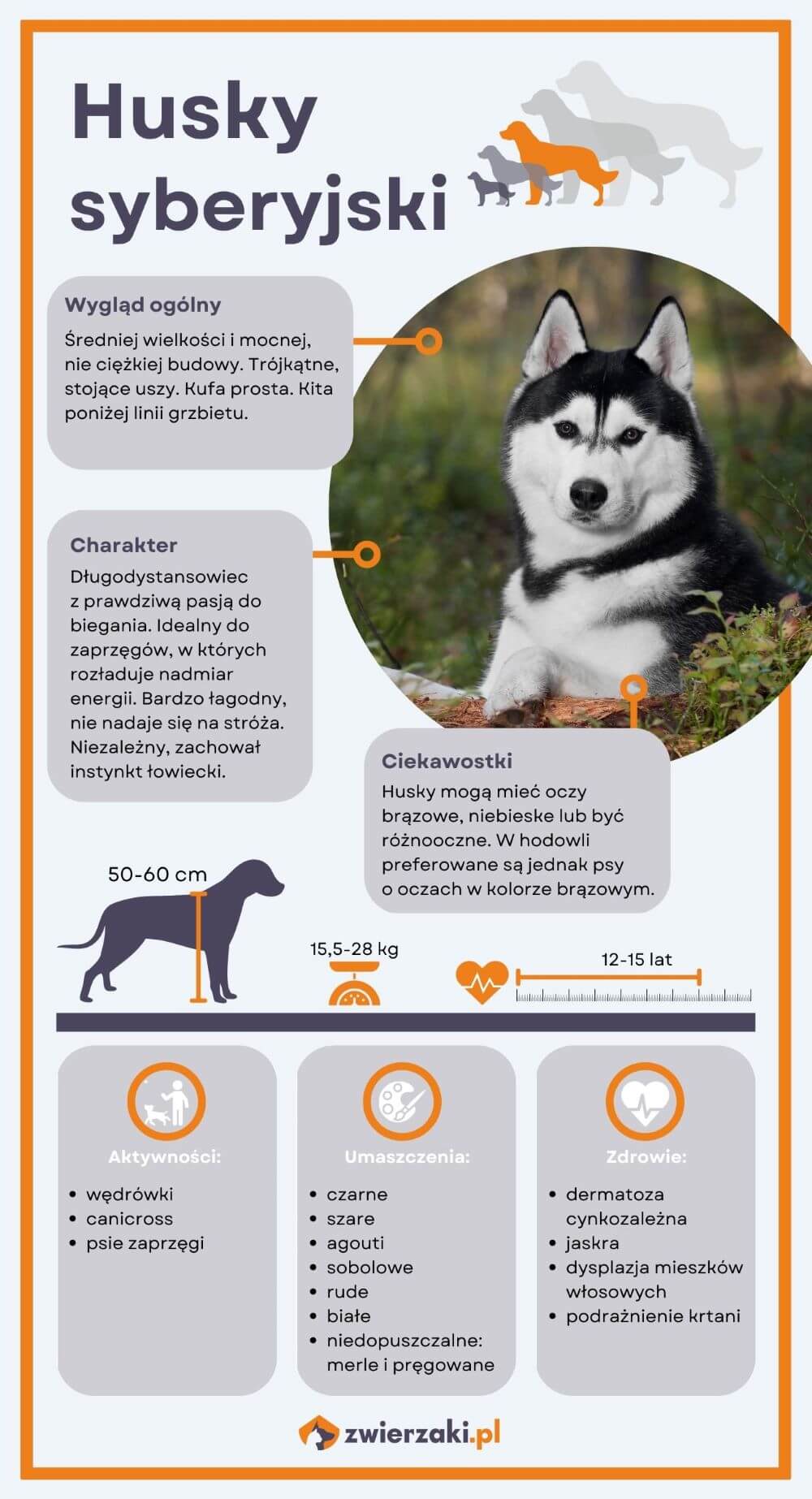 Siberian husky infografika