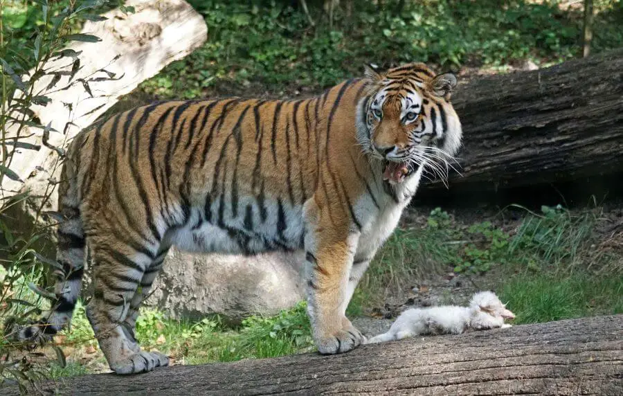 Tygrys syberyjski pożywienie