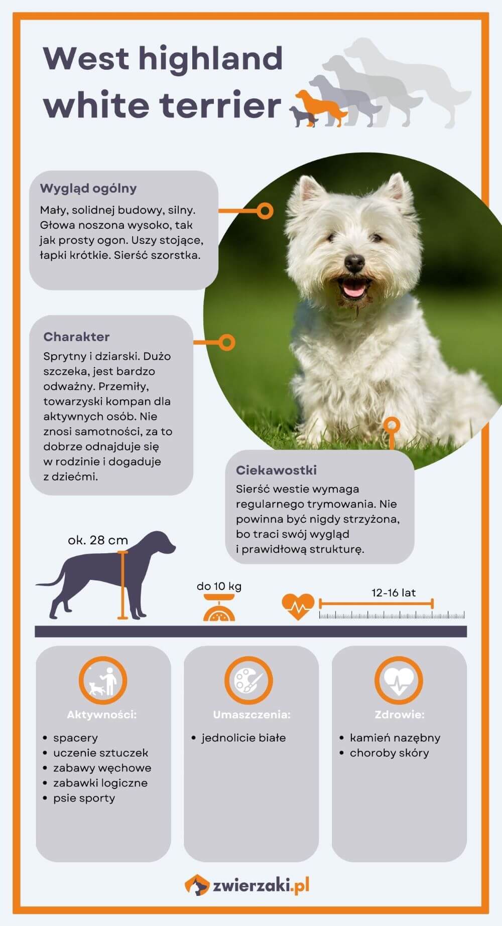 West highland white terrier infografika