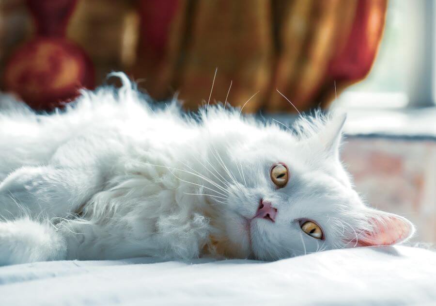 Wyraźny ruch brzucha podczas oddychania u kota – przyczyny naturalne