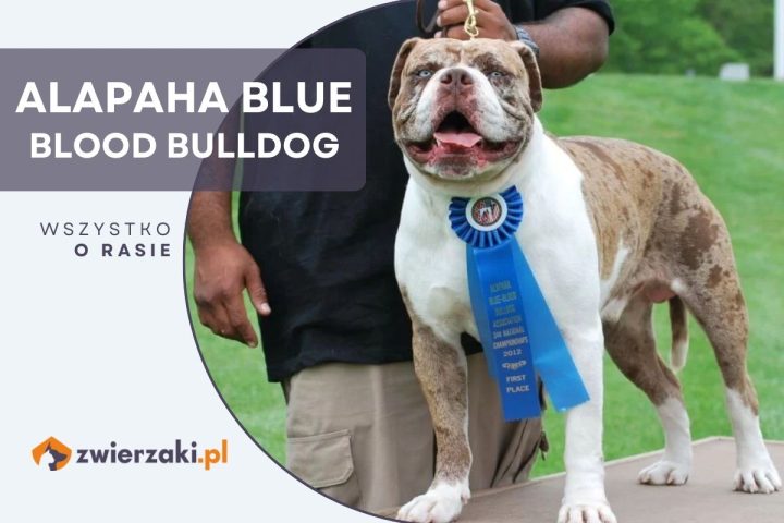 alapaha blue blood bulldog