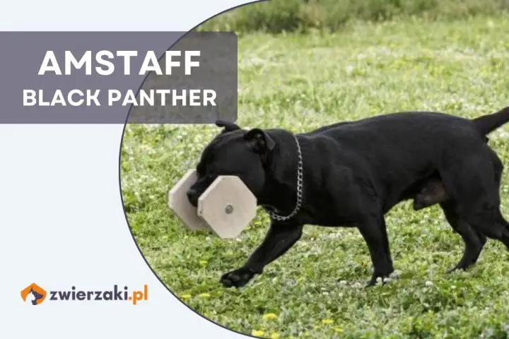 amstaff black panther