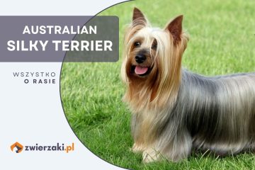australian silky terrier