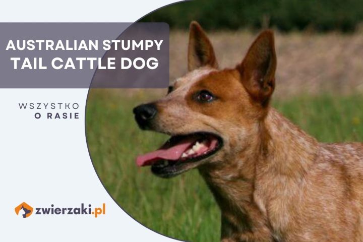 australian stumpy tail cattle dog