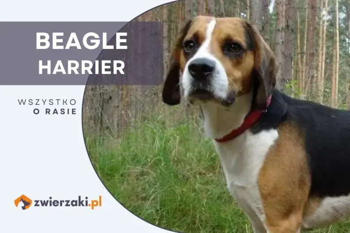 beagle harrier