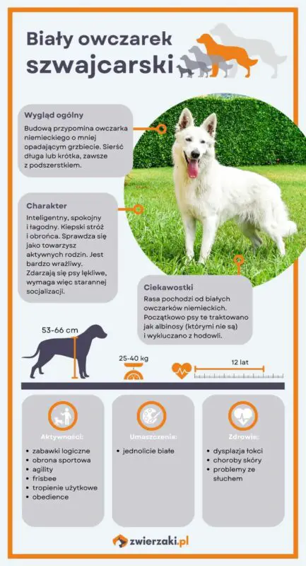 biały owczarek szwajcarski infografika