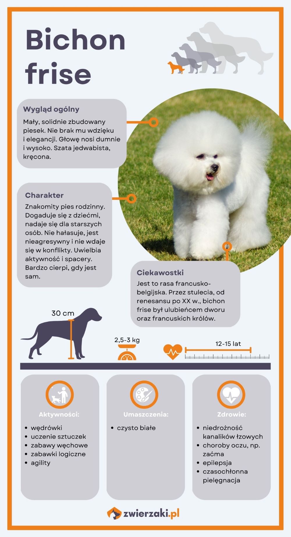 Bichon frisé