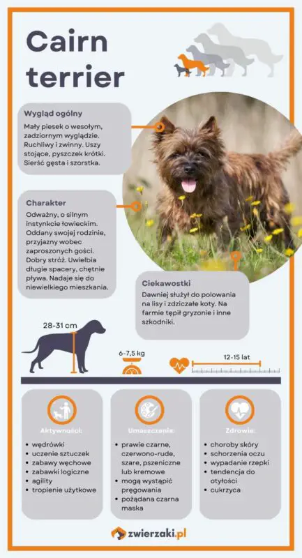 cairn terrier infografika
