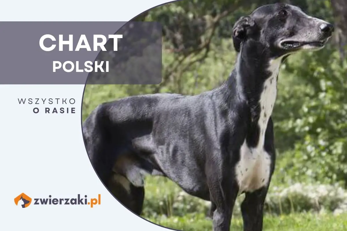 Chart polski – opis rasy, charakter, cena, hodowla, opinie