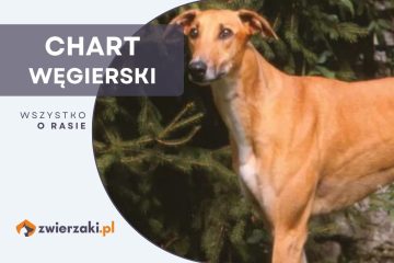 chart węgierski