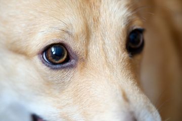 choroby oczu u psa