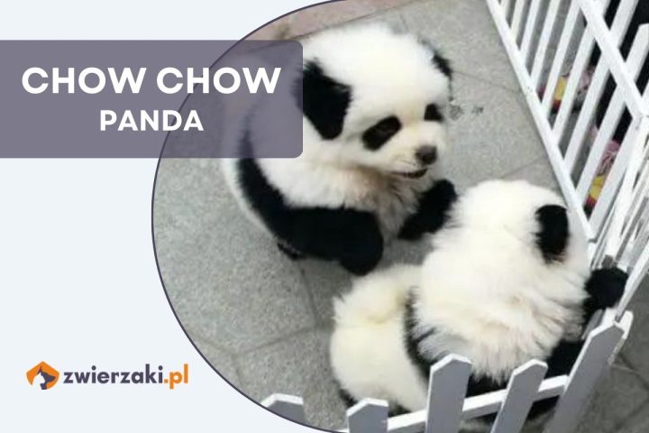 chow chow panda