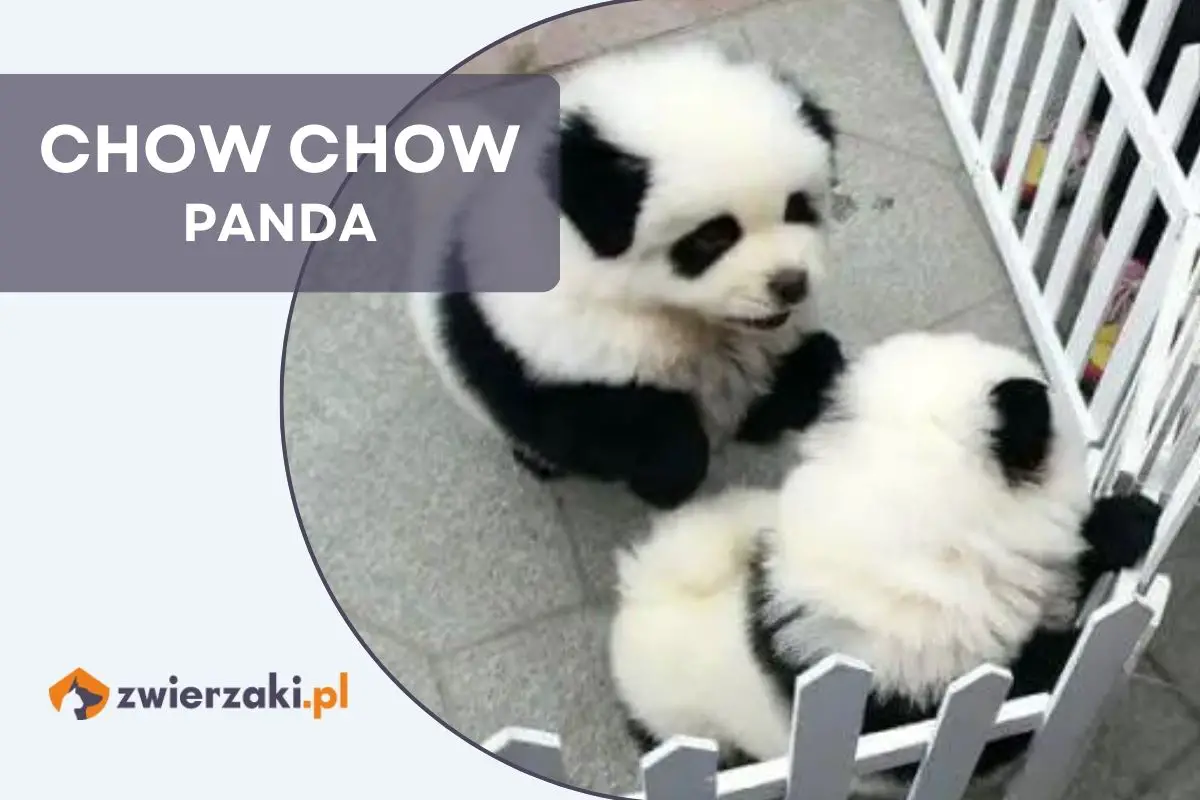 chow chow panda