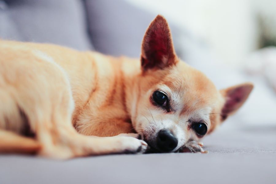 Pies chihuahua krótkowłosy leży na kanapie