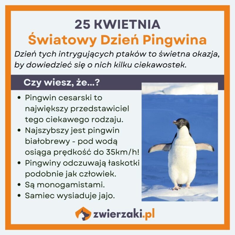 Dzień Pingwina infografika