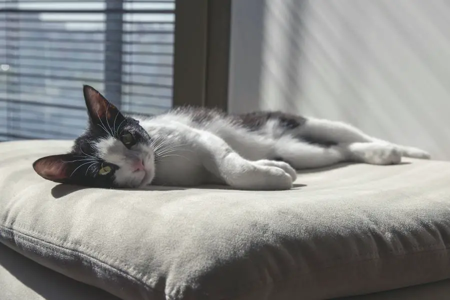 kot leżący na poduszce w słońcu