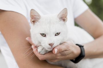 biały kot na rękach kobiety jest oduczony drapania ludzi
