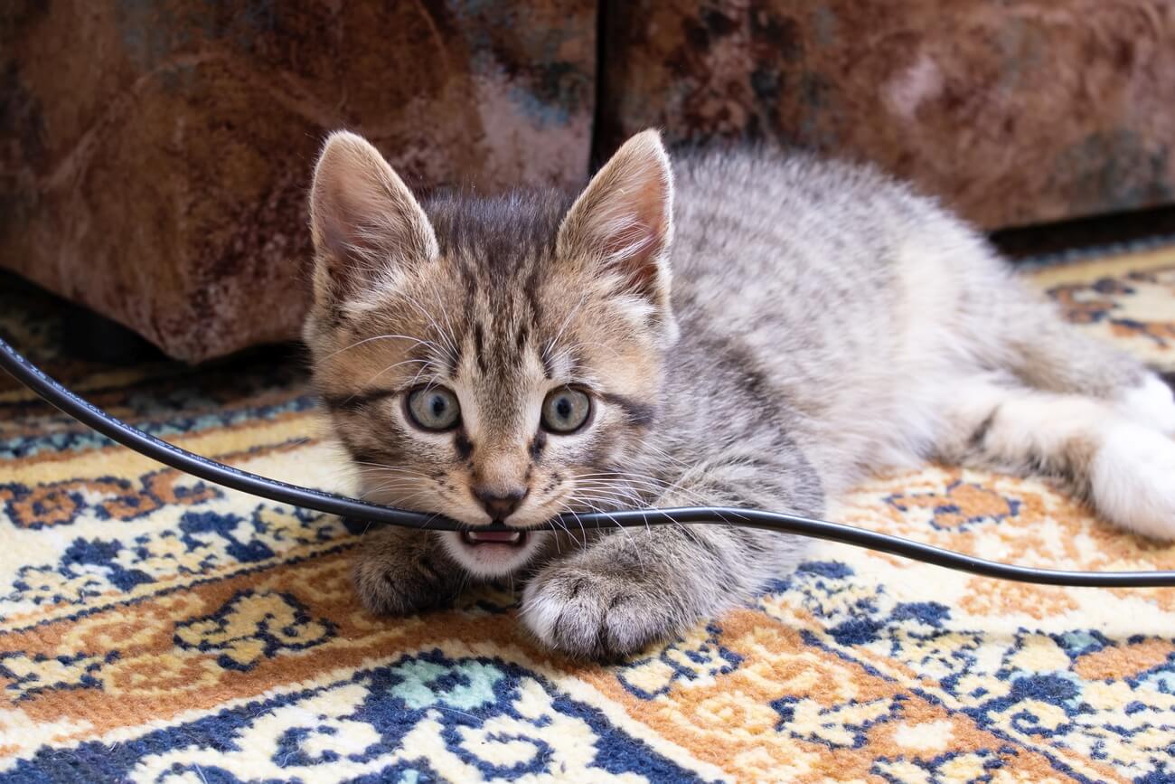 młody kot gryzie kabel na dywanie