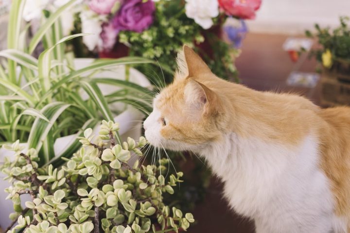 Jak oduczyć kota gryzienia kwiatów