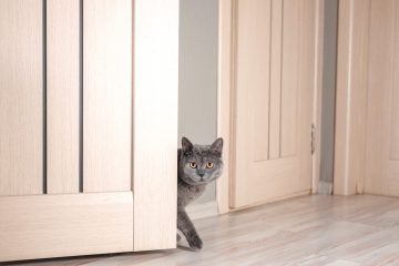 jak oduczyć kota miauczenia pod drzwiami