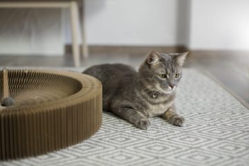 kot na dywanie oduczony sikania na dywan