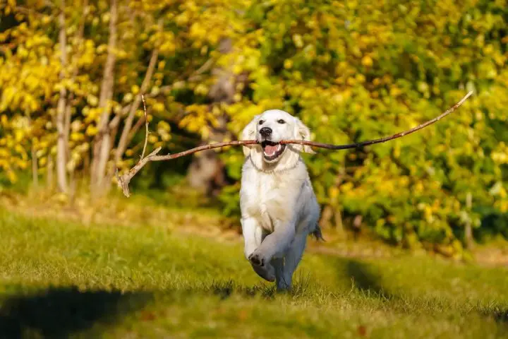podekscytowany pies biegnie z patykiem w pysku