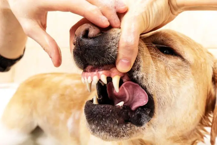 jak oduczyć psa gryzienia rąk