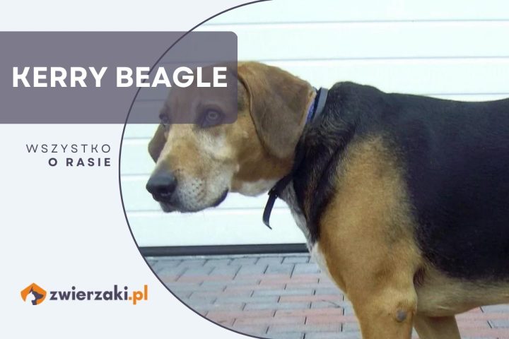 kerry beagle