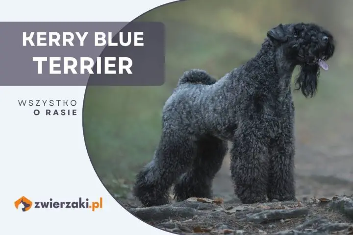 kerry blue terrier