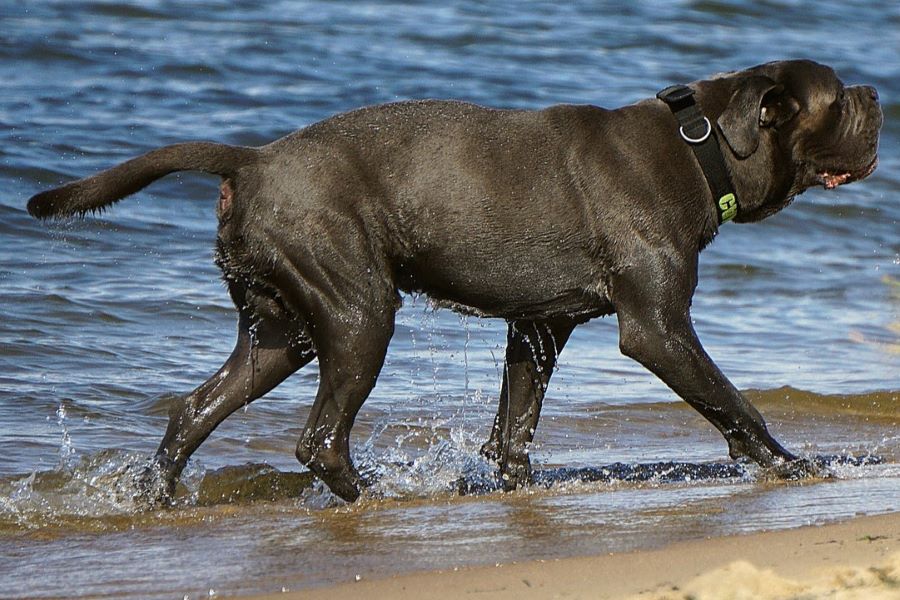 pies mastif na plaży