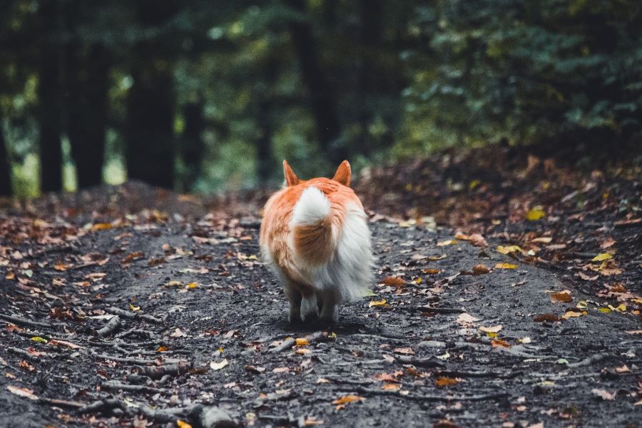 pies corgi w lesie na spacerze