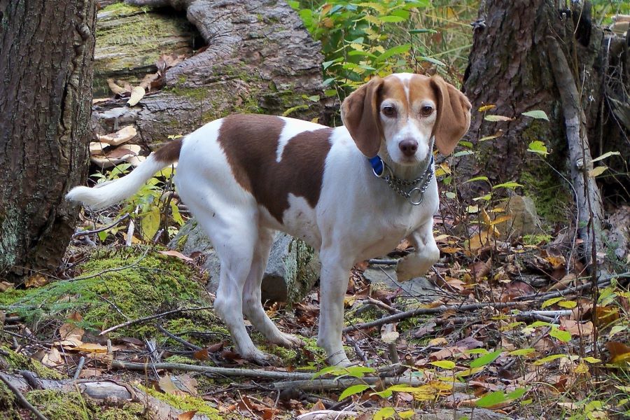 pies stoi w lesie z opuszczonym ogonem