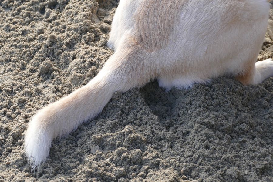 ogon psa na piasku