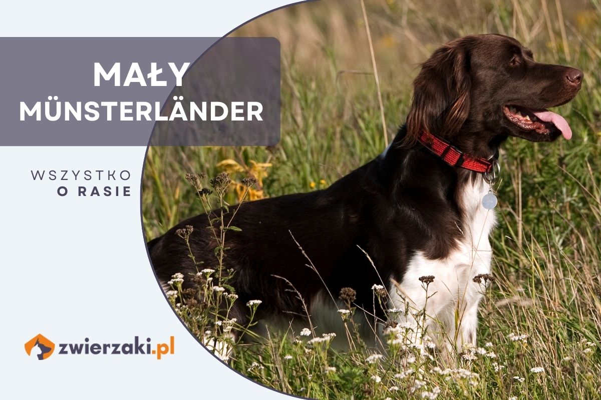 Munsterlander (mały münsterländer) – charakterystyka, cena