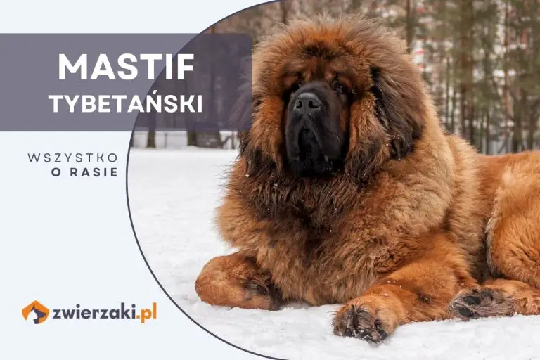 Mastif Tybetański Cena Najdroższy Pies świata Mastif tybetański – opis rasy, cena, charakterystyka